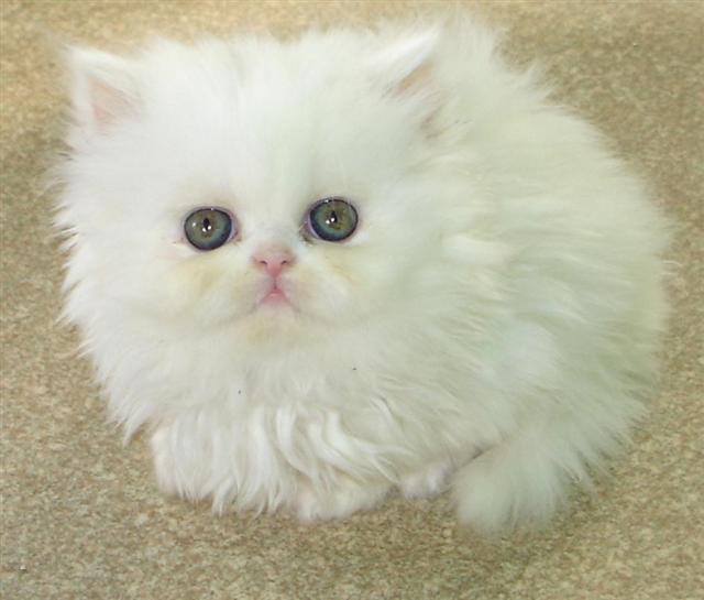Cat , 8 Charming Persian Cat Facts : Persian Cat Pictures