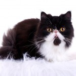 Persian Cat Pictures , 7 Charming Facts About Persian Cats In Cat Category
