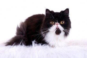 Persian Cat Pictures , 7 Charming Facts About Persian Cats In Cat Category
