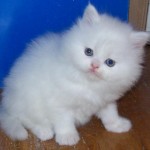 Persian Cat Price , 8 Lovely Persian Cat Prices In Cat Category