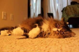 Persian Cat Rescue Orange in Genetics