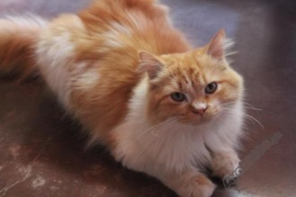 Persian Cat Stud , 5 Good Persian Cat Diet In Cat Category