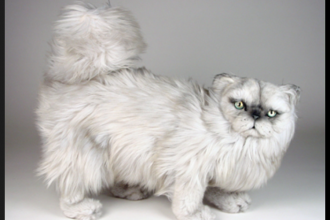 Persian Cat Stuffed , 8 Good Stuffed Persian Cat In Cat Category
