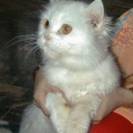 Persian Cat White Price , 7 Charming Persian Cat Price Range In Cat Category