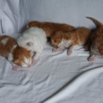 Persian Cat for Sale , 6 Nice Persians Cats For Sale In Cat Category