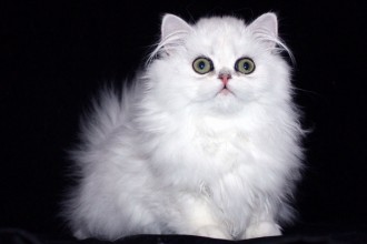 Persian Cat , 8 Unique Doll Faced Persian Cats In Cat Category