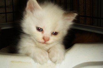 Persian Cat , 6 Nice Persians Cats For Sale In Cat Category