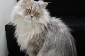 Persian Cat , 8 Lovely Persian Cat Prices In Cat Category