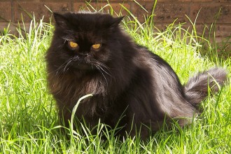Persian Cat , 8 Beautiful Persian Names For Cats In Cat Category