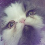 Persian Cat , 8 Charming Persian Cats Rescue In Cat Category