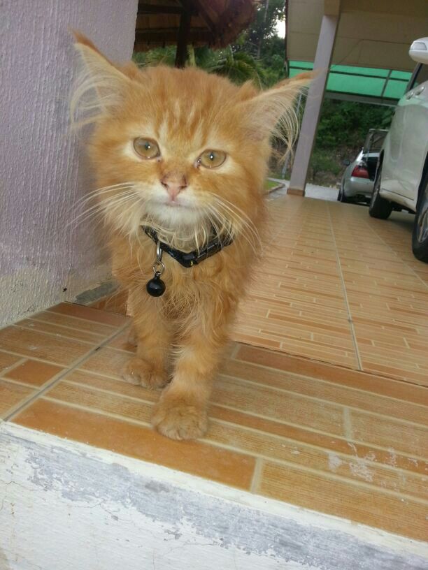 Cat , 8 Cool Adopt A Persian Cat : Persian Cat