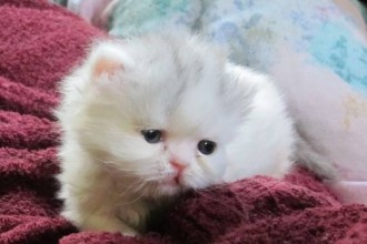 Persian Cats For Adoption , 10 Fabulous Persian Cat Rescue California In Cat Category