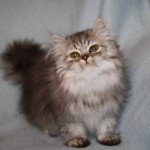 Persian Cats , 6 Nice Persian Cat Rescue Virginia In Cat Category