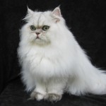 Persian Cats , 8 Unique Doll Faced Persian Cats In Cat Category