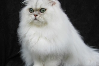 Persian Cats , 8 Unique Doll Faced Persian Cats In Cat Category