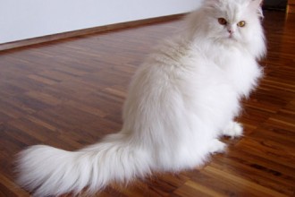Persian Cats , 8 Lovely Persian Cat Prices In Cat Category