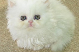 Persian Cats in Cell