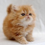 Persian Cats , 7 Charming Facts About Persian Cats In Cat Category