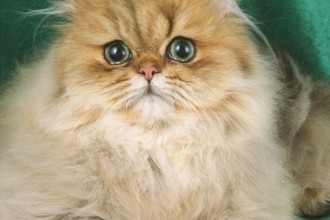 Persian Cats , 9 Cute Persian Cat Health Issues In Cat Category