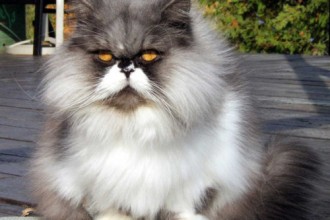 Persian Cats , 6 Charming Persian Cat Names Female In Cat Category