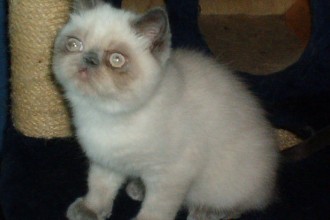 Persian Exotic Kittens , 9 Lovely Persian Cats For Sale In Indiana In Cat Category