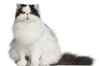 Persian Fat Cat , 5 Good Persian Cat Diet In Cat Category