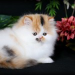 Persian Kitten For Sale , 8 Cool Teacup Persian Cat Price In Cat Category