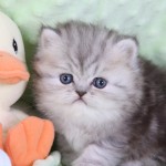 Persian Kitten , 8 Nice How Much Do Teacup Persian Cats Cost In Cat Category