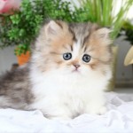 Persian Kittens , 6 Nice Persian Cat Rescue Virginia In Cat Category