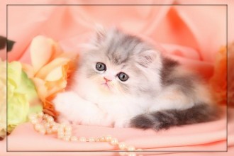 Persian Kittens For Sale , 7 Cute Teacup Persian Cat For Sale In Cat Category