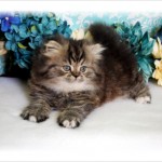 Persian Kittens For Sale , 8 Wonderful Toy Persian Cats In Cat Category