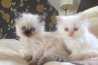 Persian Kittens For Adoption , 8 Cool Adopt A Persian Cat In Cat Category