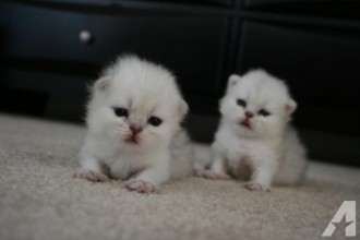 Persian Kittens in Environment