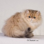 Persian Kittens , 4 Good Persian Cat Personality Traits In Cat Category