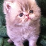 Persian Kittens , 6 Nice Persians Cats For Sale In Cat Category