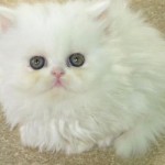 Persian Kittens , 7 Gorgeous Doll Face Persian Cats For Sale In Cat Category