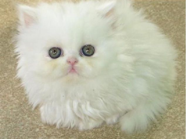 Cat , 7 Gorgeous Doll Face Persian Cats For Sale : Persian Kittens