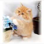 Persian Kittens , 8 Cool Tea Cup Persian Cats In Cat Category