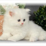 Persian Kittens , 8 Wonderful Toy Persian Cats In Cat Category