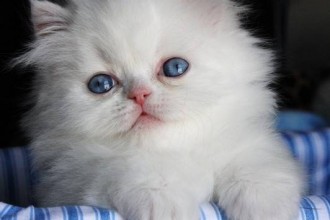 Persian Kittens , 8 Charming Persian Cats Rescue In Cat Category