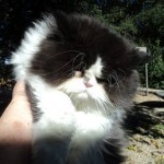 Persian Kittens , 6 Charming Persian Cat Rescue Los Angeles In Cat Category
