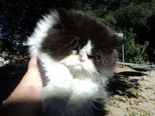 Cat , 6 Charming Persian Cat Rescue Los Angeles : Persian Kittens