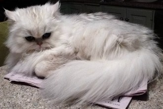 Persian Kittens , 8 Nice How Much Do Teacup Persian Cats Cost In Cat Category