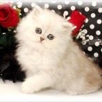 Persian Kittens , 8 Cool Teacup Persian Cats For Sale In Cat Category