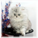 Persian Kittens , 8 Cool Teacup Persian Cats For Sale In Cat Category