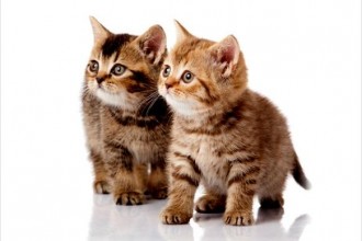 Persian Kittens in Amphibia