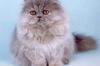 Persian Kitty Cat , 8 Charming Persian Cat Facts In Cat Category