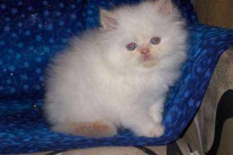 Persian Rescue Groups , 6 Charming Persian Cat Rescue Los Angeles In Cat Category