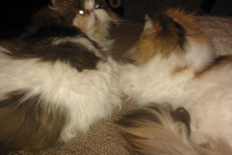 Persian Sisters , 9 Fabulous Persian Cats And Allergies In Cat Category