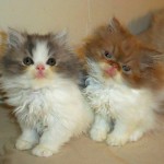 Persian and Himalayan , 9 Lovely Persian Cats For Sale In Indiana In Cat Category